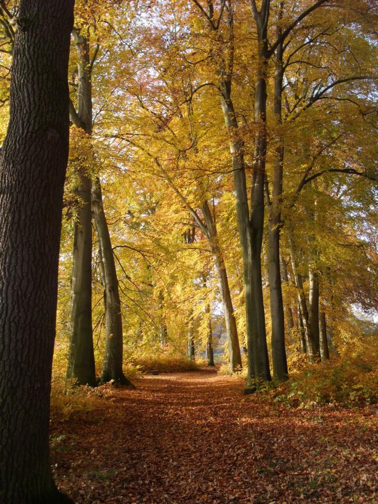 Sonniger Herbstwald