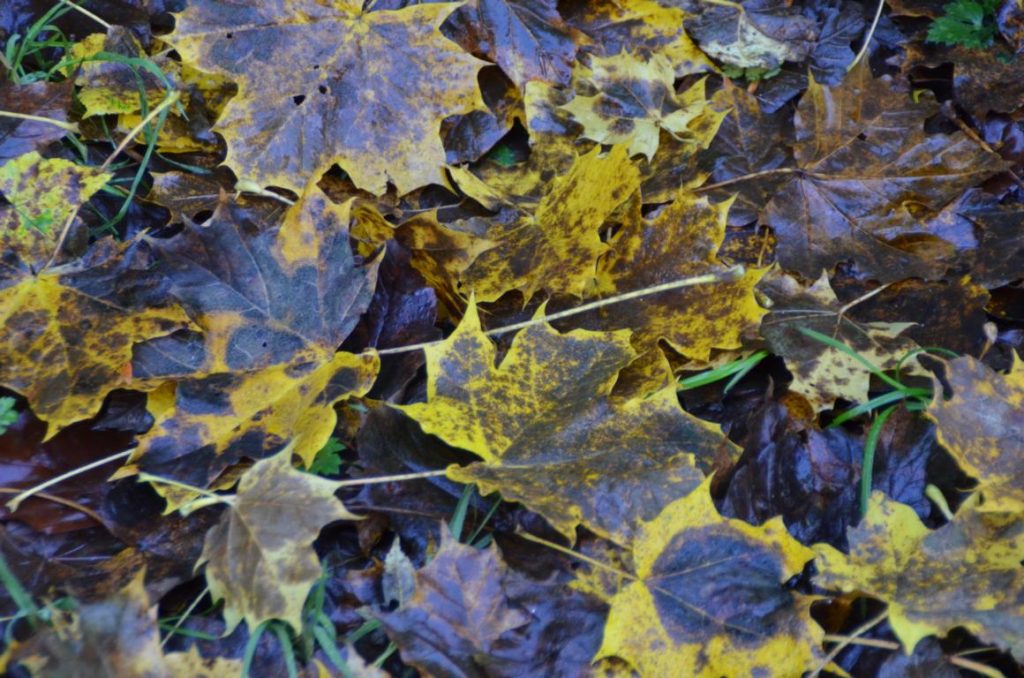 Detailaufnahme Herbstblätter
