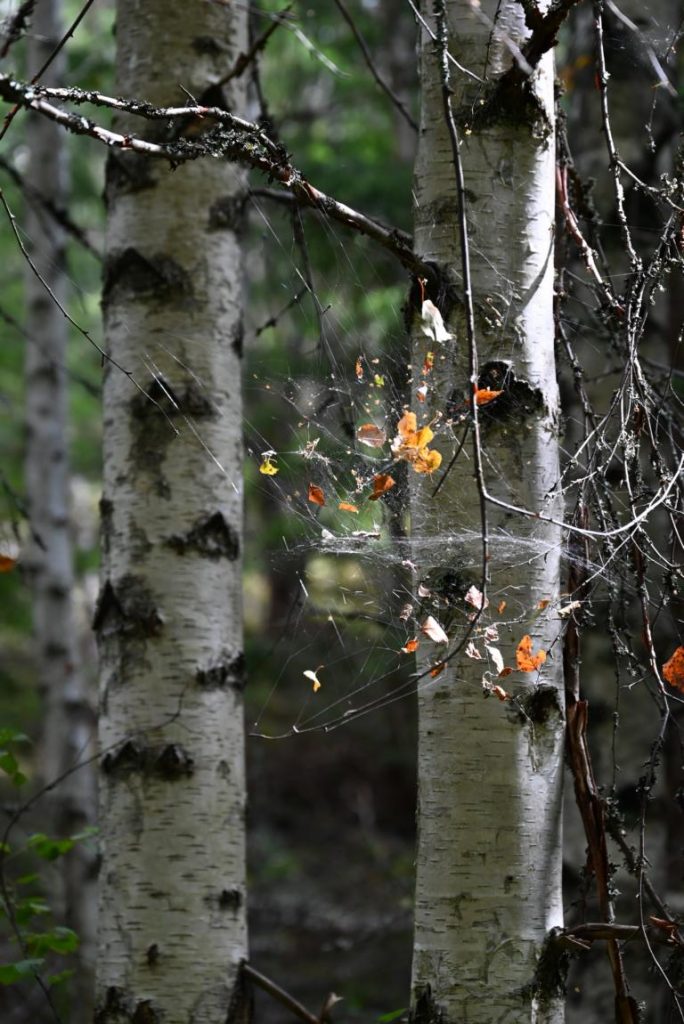 Birken und Spinnenweben
