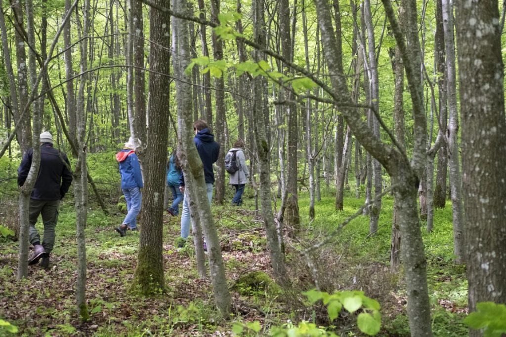 Die Gruppe verteilt sich im Wald
